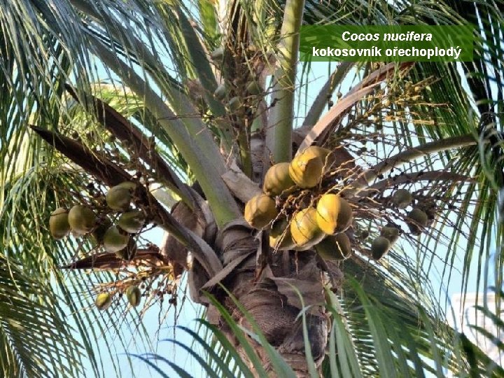Cocos nucifera kokosovník ořechoplodý 