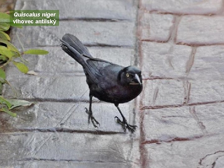 Quiscalus niger vlhovec antilský 