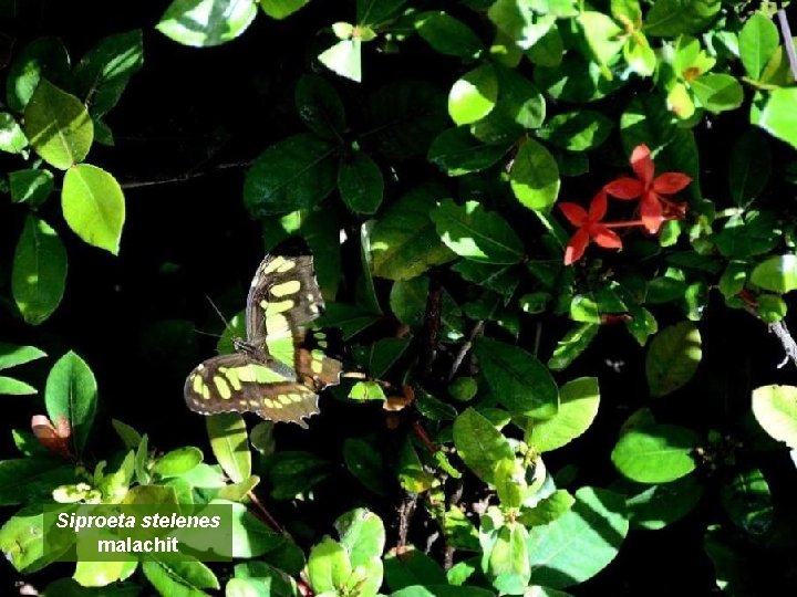 Siproeta stelenes malachit 