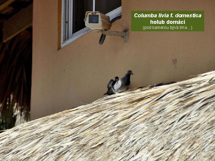Columba livia f. domestica holub domácí (pod kamerou bývá tma…) 