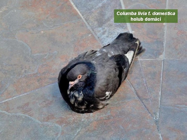 Columba livia f. domestica holub domácí 