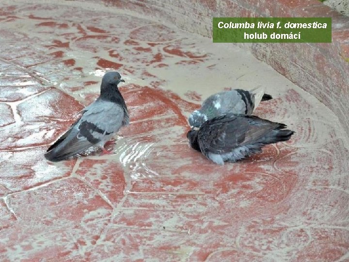 Columba livia f. domestica holub domácí 
