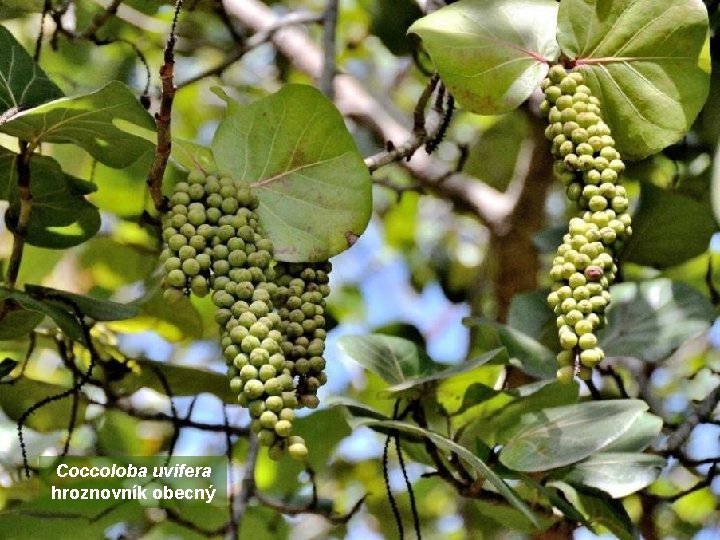 Coccoloba uvifera hroznovník obecný 