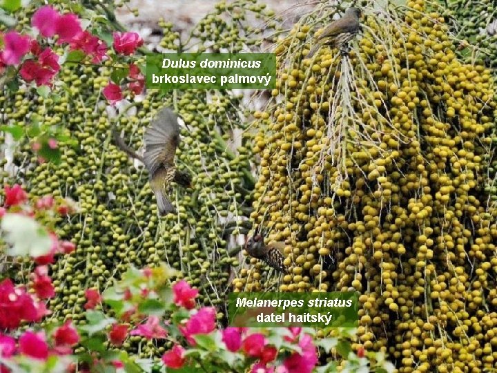 Dulus dominicus brkoslavec palmový Melanerpes striatus datel haitský 