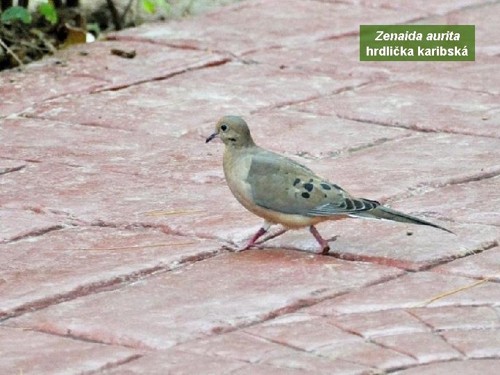 Zenaida aurita hrdlička karibská 