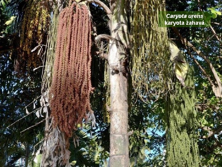 Caryota urens karyota žahavá 