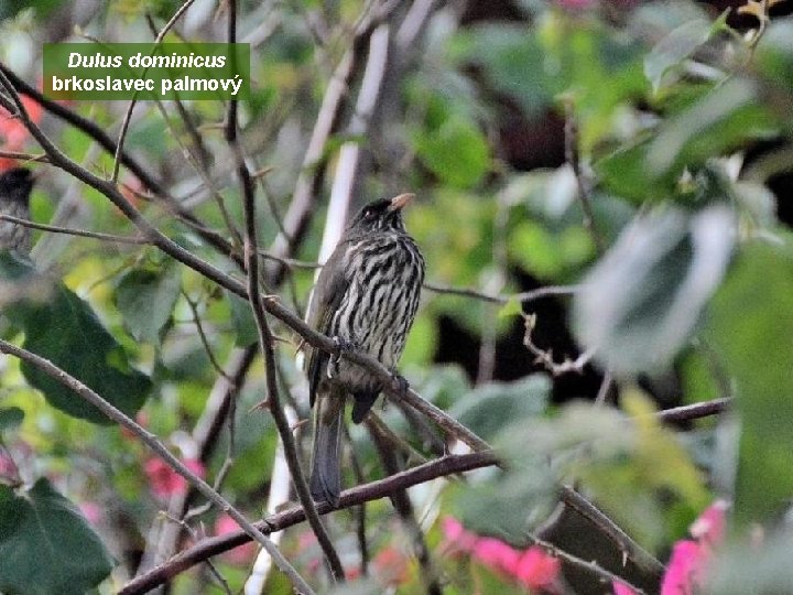 Dulus dominicus brkoslavec palmový 