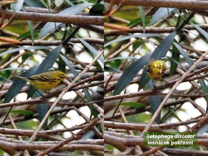 Setophaga discolor lesňáček pokřovní 