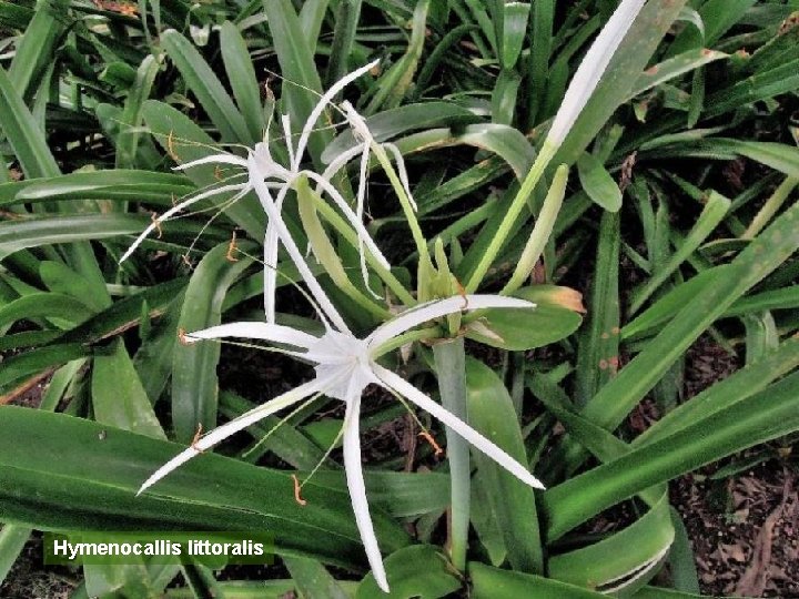 Hymenocallis littoralis 