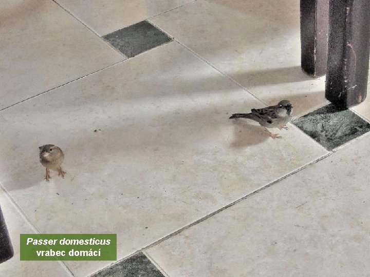 Passer domesticus vrabec domácí 