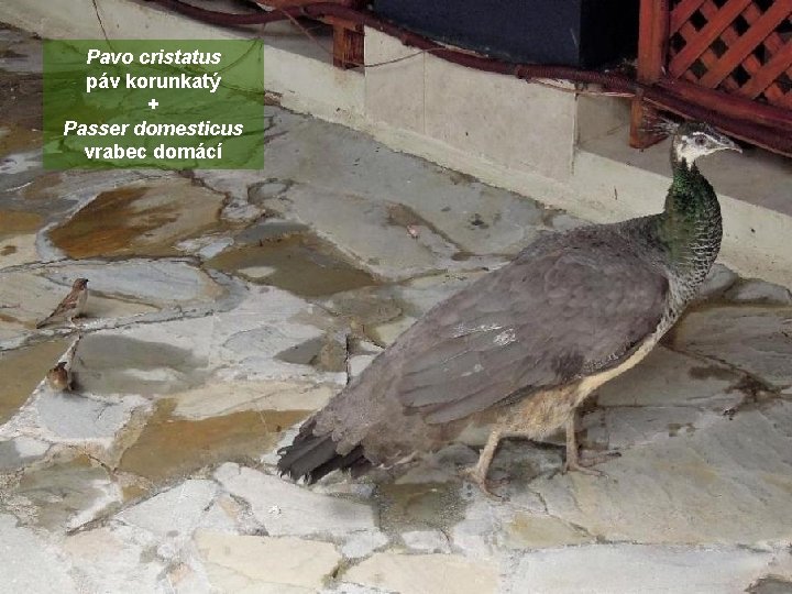 Pavo cristatus páv korunkatý + Passer domesticus vrabec domácí 