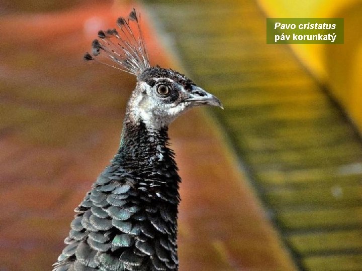 Pavo cristatus páv korunkatý 