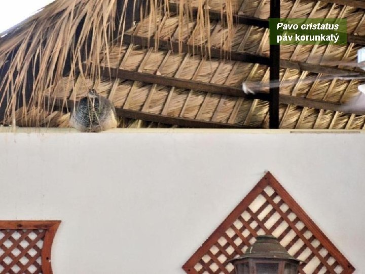 Pavo cristatus páv korunkatý 