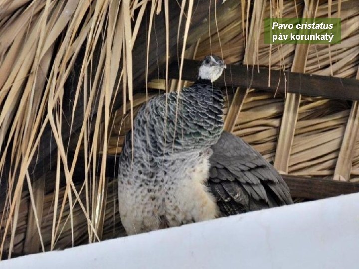 Pavo cristatus páv korunkatý 