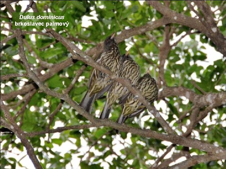 Dulus dominicus brkoslavec palmový 