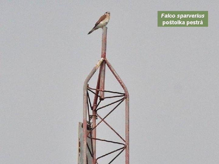 Falco sparverius poštolka pestrá 