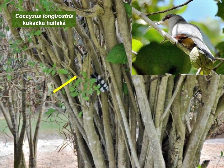 Coccyzus longirostris kukačka haitská 
