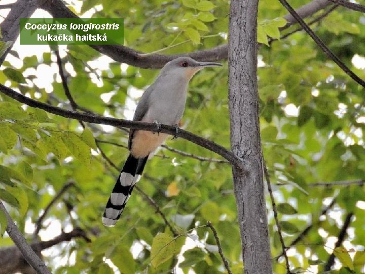 Coccyzus longirostris kukačka haitská 