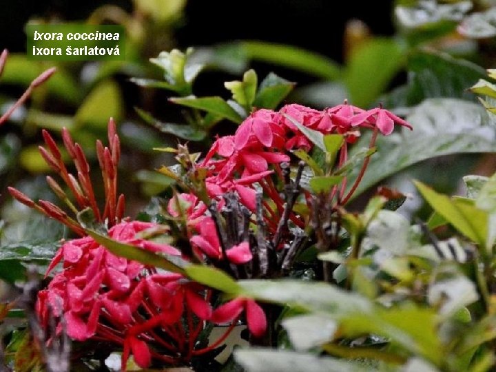 Ixora coccinea ixora šarlatová 