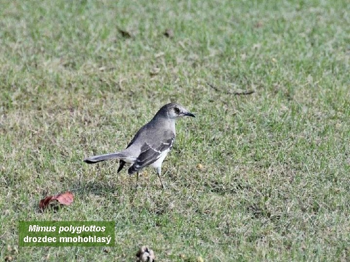 Mimus polyglottos drozdec mnohohlasý 
