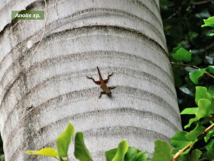 Anolis sp. 