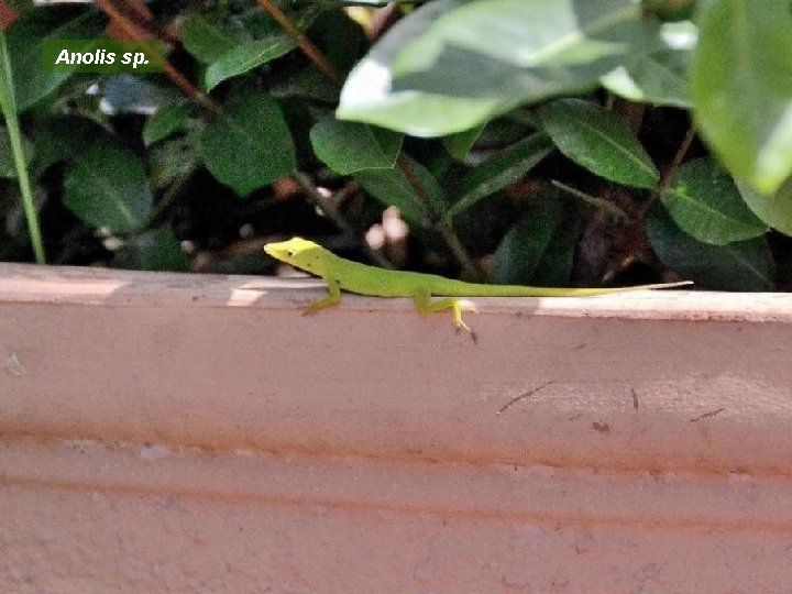 Anolis sp. 