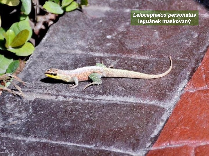 Leiocephalus personatus leguánek maskovaný 