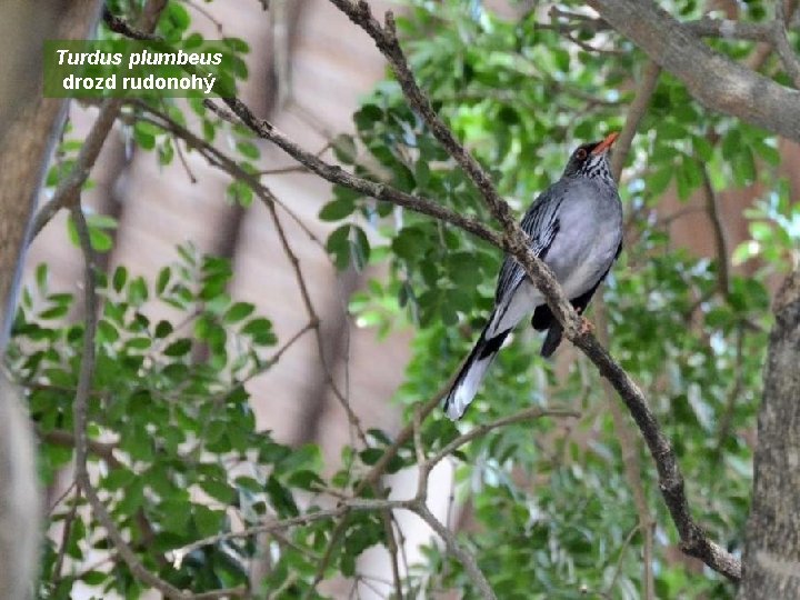 Turdus plumbeus drozd rudonohý 