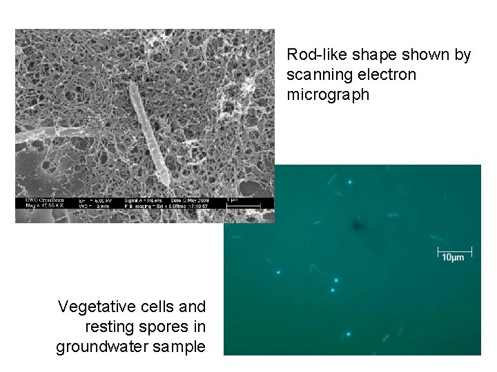 Rod-like shape shown by scanning electron micrograph Vegetative cells and resting spores in groundwater