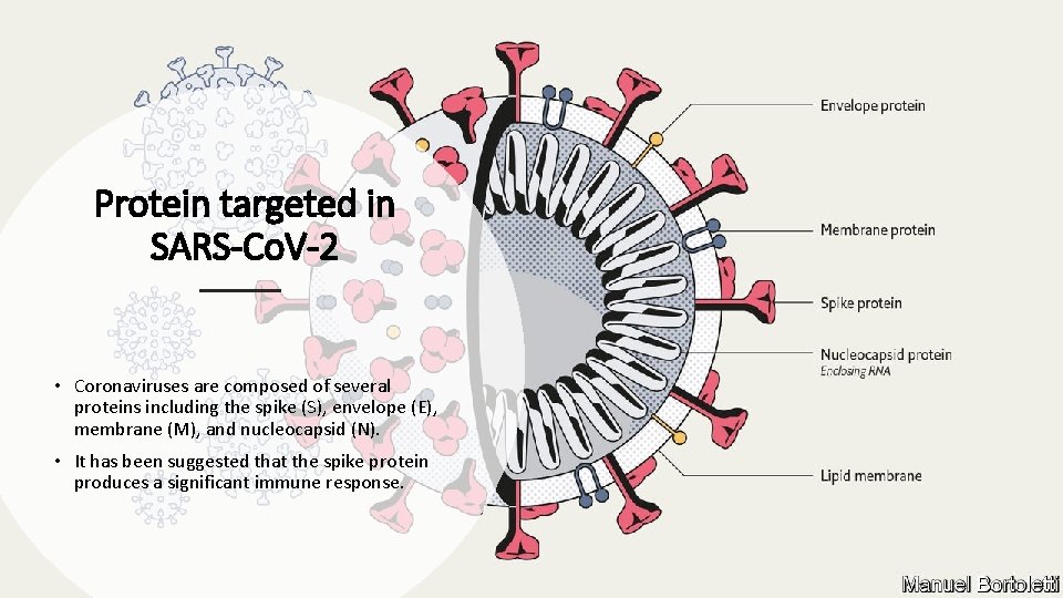 Protein targeted in SARS-Co. V-2 • Coronaviruses are composed of several proteins including the