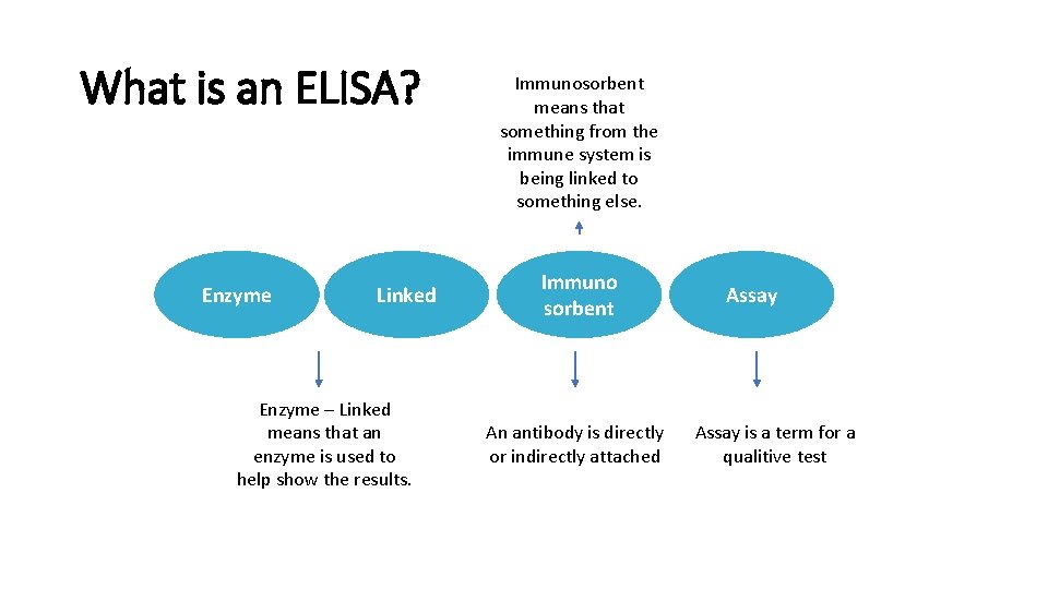 What is an ELISA? Enzyme Linked Enzyme – Linked means that an enzyme is