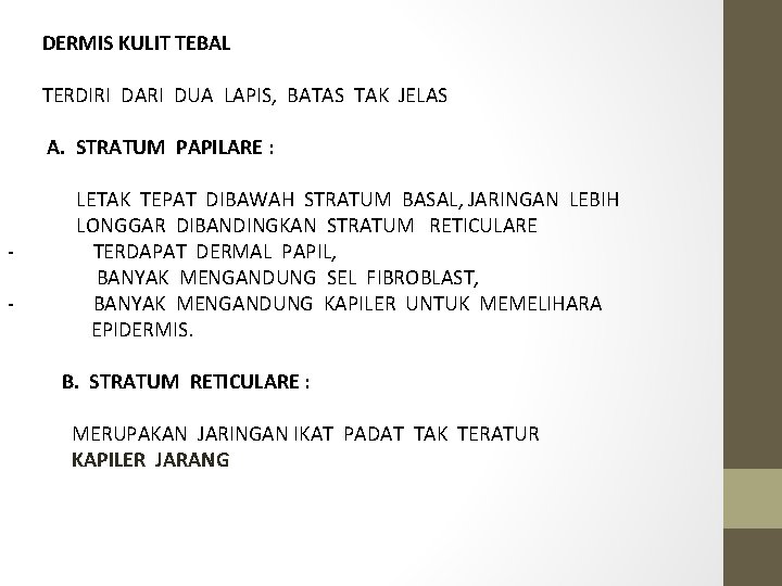 DERMIS KULIT TEBAL TERDIRI DARI DUA LAPIS, BATAS TAK JELAS A. STRATUM PAPILARE :