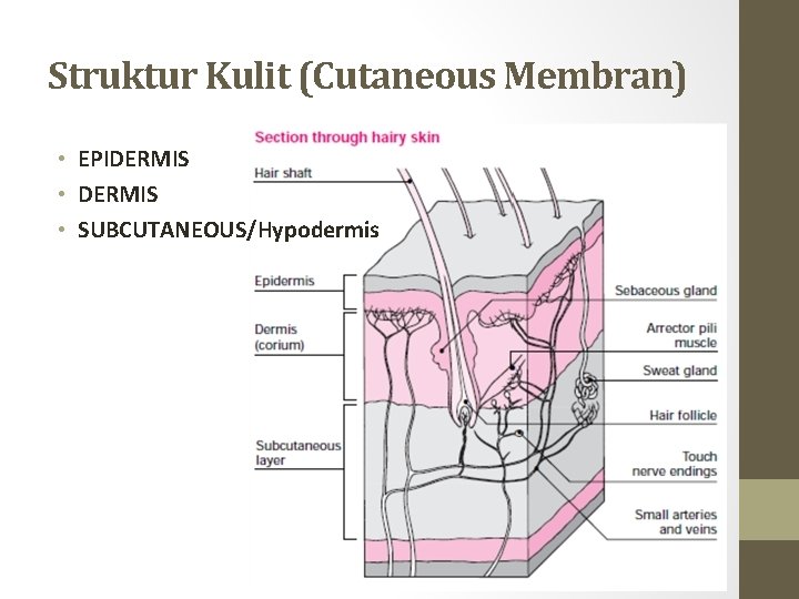 Struktur Kulit (Cutaneous Membran) • EPIDERMIS • SUBCUTANEOUS/Hypodermis 