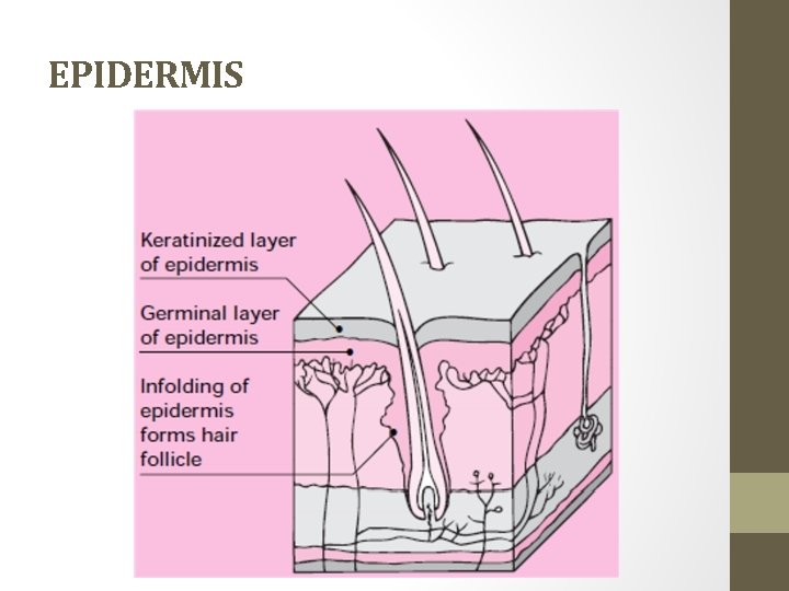 EPIDERMIS 