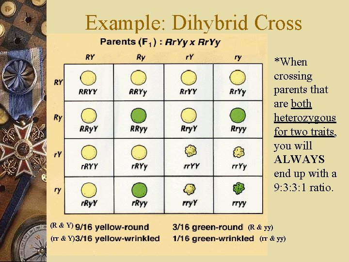 Example: Dihybrid Cross *When crossing parents that are both heterozygous for two traits, you