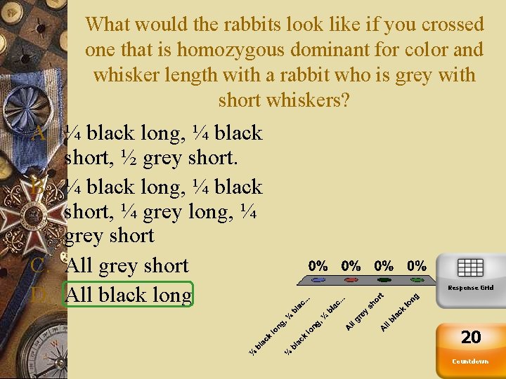 What would the rabbits look like if you crossed one that is homozygous dominant