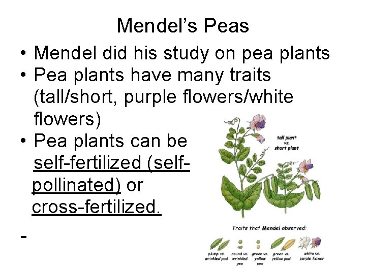 Mendel’s Peas • Mendel did his study on pea plants • Pea plants have