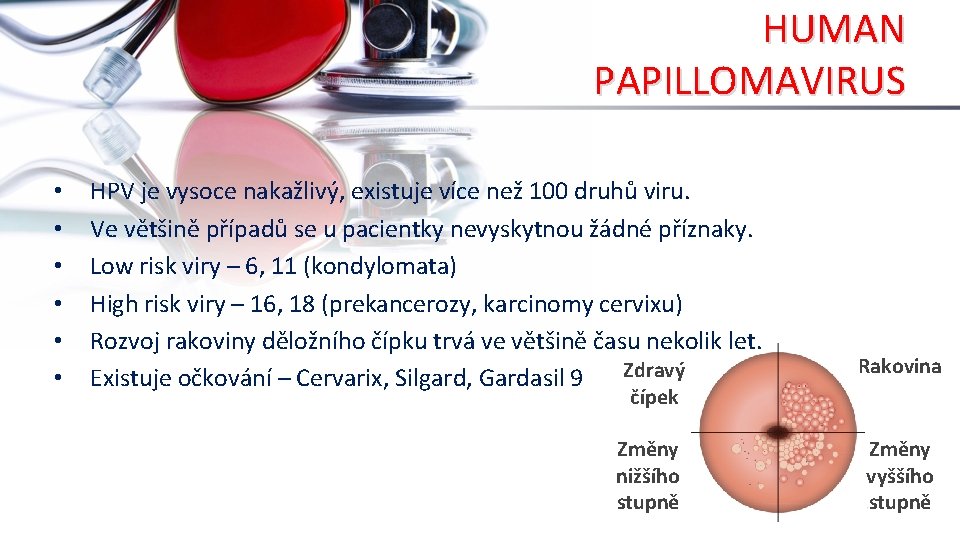 HUMAN PAPILLOMAVIRUS • • • HPV je vysoce nakažlivý, existuje více než 100 druhů