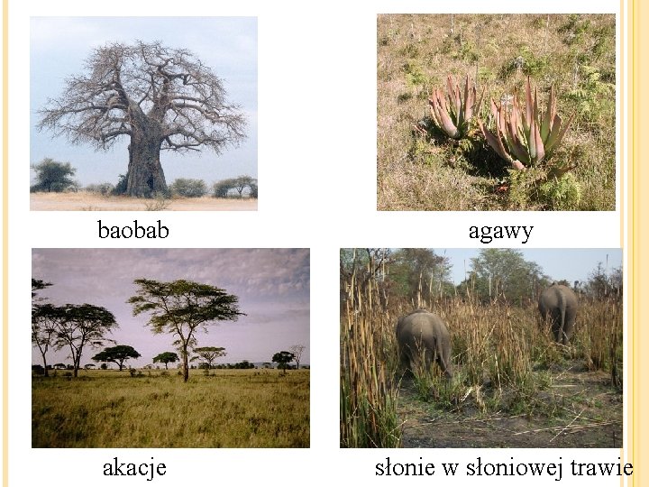 baobab agawy akacje słonie w słoniowej trawie 