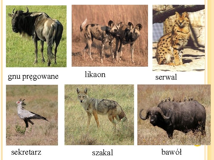 gnu pręgowane sekretarz likaon szakal serwal bawół 