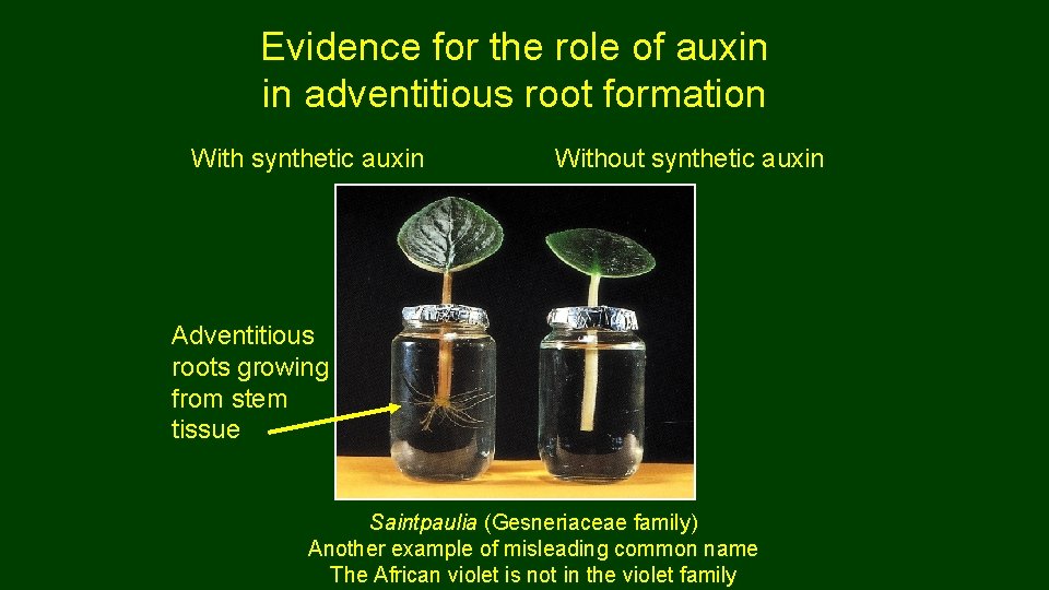 Evidence for the role of auxin in adventitious root formation With synthetic auxin Without