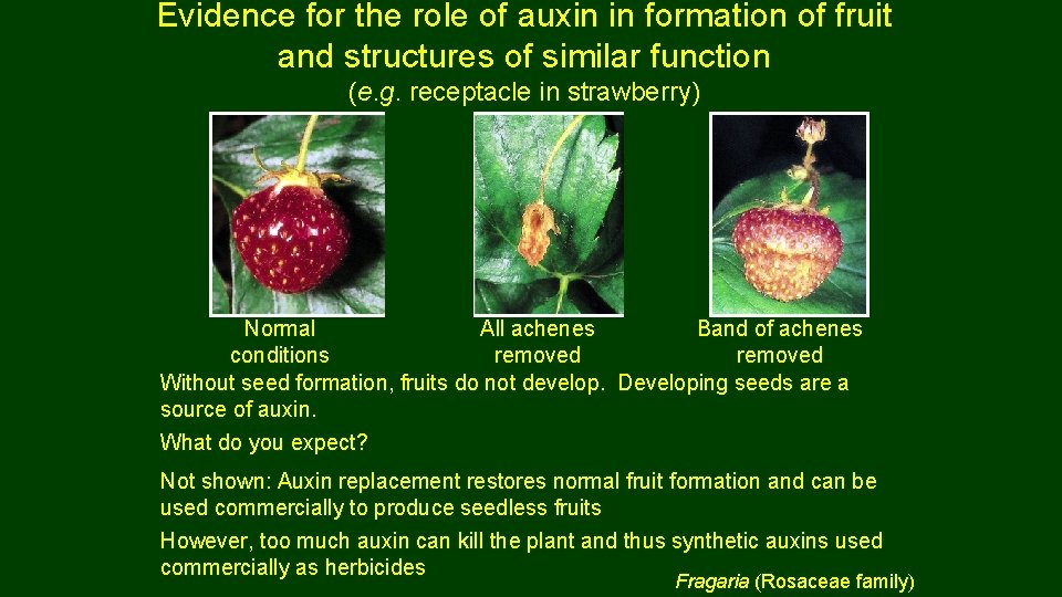 Evidence for the role of auxin in formation of fruit and structures of similar