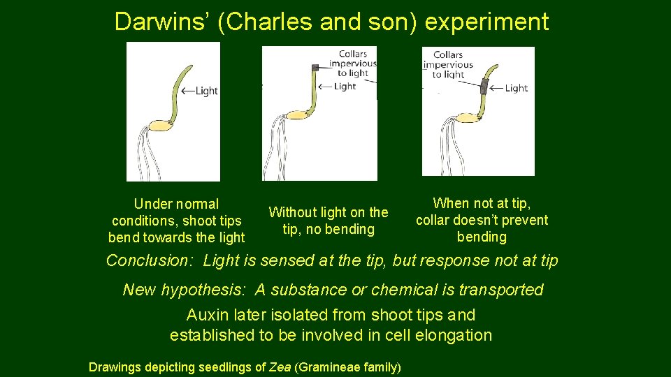 Darwins’ (Charles and son) experiment Under normal conditions, shoot tips bend towards the light