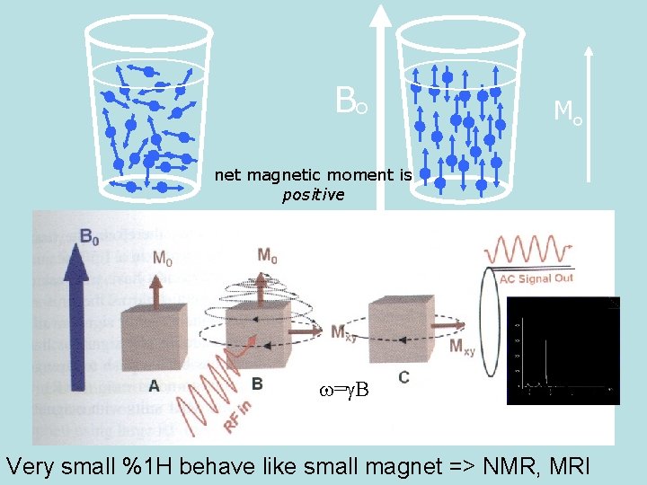 Bo Mo net magnetic moment is positive w=g. B Very small %1 H behave