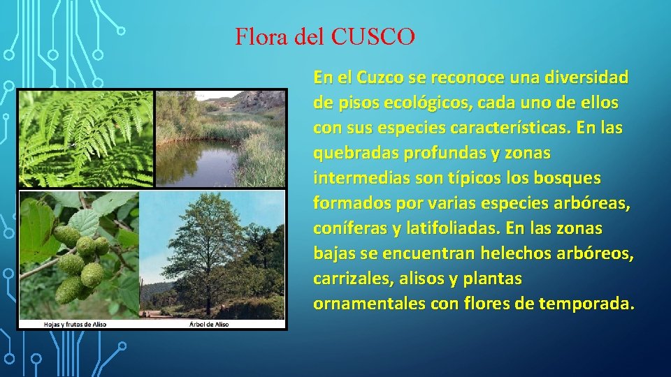 Flora del CUSCO En el Cuzco se reconoce una diversidad de pisos ecológicos, cada