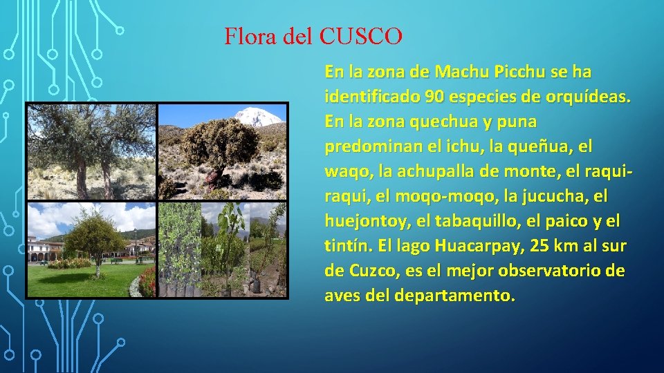 Flora del CUSCO En la zona de Machu Picchu se ha identificado 90 especies