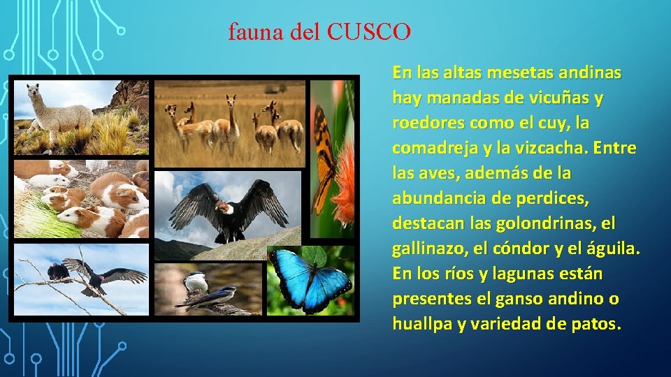 fauna del CUSCO En las altas mesetas andinas hay manadas de vicuñas y roedores