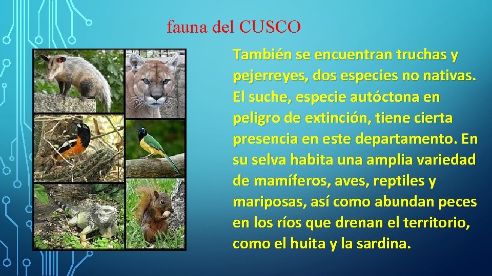 fauna del CUSCO También se encuentran truchas y pejerreyes, dos especies no nativas. El