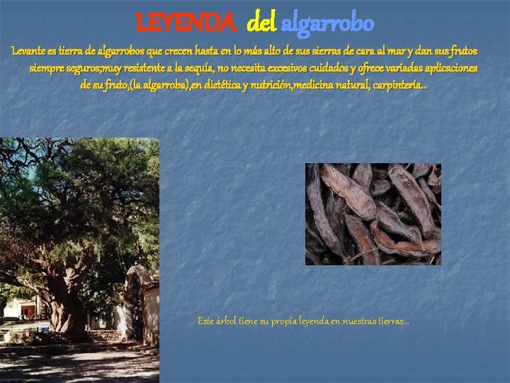 LEYENDA del algarrobo Levante es tierra de algarrobos que crecen hasta en lo más