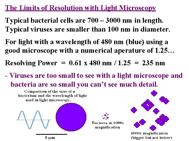 The Limits of Resolution with Light Microscopy Typical bacterial cells are 700 – 3000